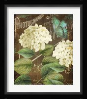 Alabaster Hydrangea Fine Art Print