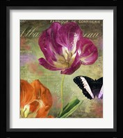 Aubergine Peony Framed Print