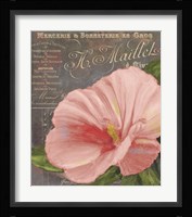 Peach Hibiscus Framed Print