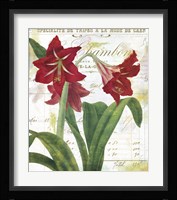 Peppermint Amaryllis Fine Art Print