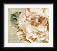 Camellias I Fine Art Print
