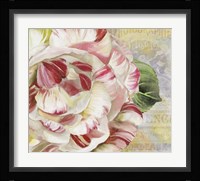 Camellias II Fine Art Print