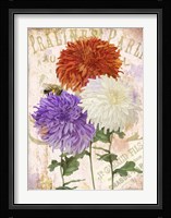 Chrysanthemums Fine Art Print
