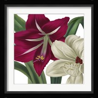 Christmas Amaryllis I Framed Print