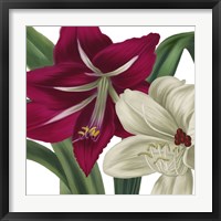 Christmas Amaryllis I Framed Print