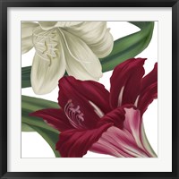 Christmas Amaryllis II Framed Print