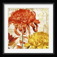 Chrysanthemes I Framed Print