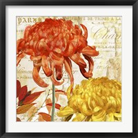 Chrysanthemes I Framed Print