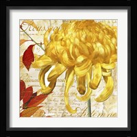 Chrysanthemes II Framed Print