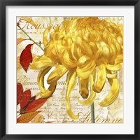 Chrysanthemes II Framed Print