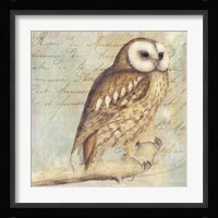 White-Faced Owl Fine Art Print