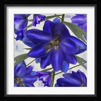 Delphine I Fine Art Print