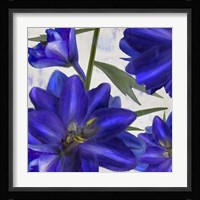 Delphine II Framed Print