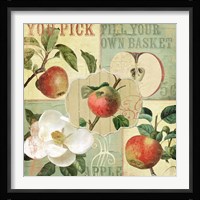Apple Blossoms II Framed Print