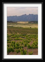 Spring Vineyards with Montserrat Mountain, Catalonia, Spain Fine Art Print