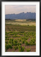 Spring Vineyards with Montserrat Mountain, Catalonia, Spain Fine Art Print