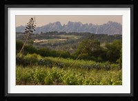 Vineyards and Cactus with Montserrat Mountain, Catalunya, Spain Fine Art Print