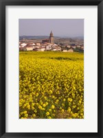 Yellow mustard flowers, Elvillar Village, La Rioja, Spain Fine Art Print