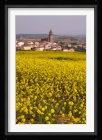 Yellow mustard flowers, Elvillar Village, La Rioja, Spain Fine Art Print