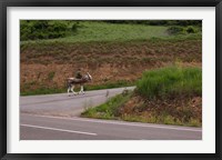 Old man rides a donkey loaded with wood, Anguiano, La Rioja, Spain Fine Art Print