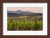 Spring Vineyards with Montserrat Mountain, Catalonia, Spain Fine Art Print