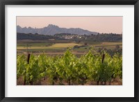 Spring Vineyards with Montserrat Mountain, Catalonia, Spain Fine Art Print