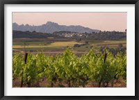 Spring Vineyards with Montserrat Mountain, Catalonia, Spain Fine Art Print