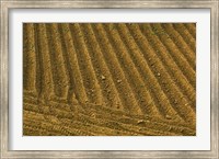 Tilled Ground Ready for Planting, Brinas, La Rioja, Spain Fine Art Print