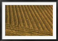 Tilled Ground Ready for Planting, Brinas, La Rioja, Spain Fine Art Print