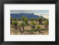 Vineyard along the San Vicente to Banos de Ebro Road, La Rioja, Spain Fine Art Print