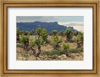 Vineyard along the San Vicente to Banos de Ebro Road, La Rioja, Spain Fine Art Print