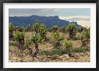 Vineyard along the San Vicente to Banos de Ebro Road, La Rioja, Spain Fine Art Print