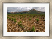 Vineyard in stony soil with San Vicente de la Sonsierra Village, La Rioja, Spain Fine Art Print