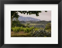 Vineyards and Cactus with Montserrat Mountain, Catalunya, Spain Fine Art Print