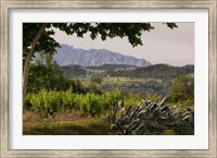 Vineyards and Cactus with Montserrat Mountain, Catalunya, Spain Fine Art Print