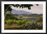 Vineyards and Cactus with Montserrat Mountain, Catalunya, Spain Fine Art Print