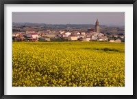 Yellow mustard flowers, Elvillar Village, La Rioja, Spain Fine Art Print