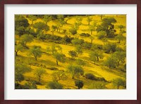 Morning View of Farmland, Mallorca, Balearics, Spain Fine Art Print