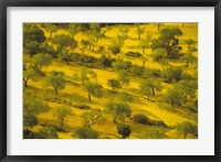 Morning View of Farmland, Mallorca, Balearics, Spain Fine Art Print