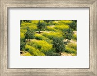 Olive Trees, Provence of Granada, Andalusia, Spain Fine Art Print