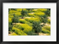 Olive Trees, Provence of Granada, Andalusia, Spain Fine Art Print