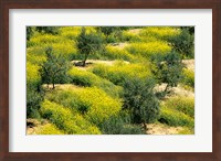 Olive Trees, Provence of Granada, Andalusia, Spain Fine Art Print