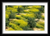 Olive Trees, Provence of Granada, Andalusia, Spain Fine Art Print