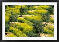 Olive Trees, Provence of Granada, Andalusia, Spain Fine Art Print