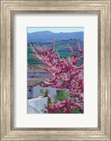 Flowering Cherry Tree and Whitewashed Buildings, Ronda, Spain Fine Art Print
