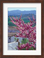 Flowering Cherry Tree and Whitewashed Buildings, Ronda, Spain Fine Art Print