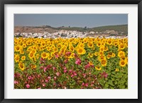 Spain, Andalusia, Bornos Sunflower Fields Fine Art Print