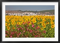Spain, Andalusia, Bornos Sunflower Fields Fine Art Print