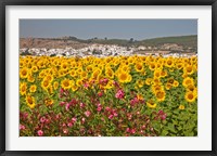 Spain, Andalusia, Bornos Sunflower Fields Fine Art Print