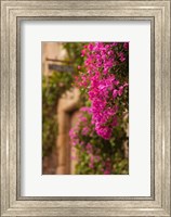 Flower-covered Buildings, Old Town, Ciudad Monumental, Caceres, Spain Fine Art Print